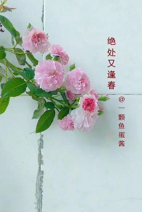 人在四合院诸天签到 我是大魔王.QD